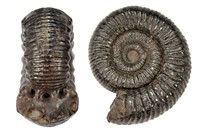 Catacoeloceras jordani